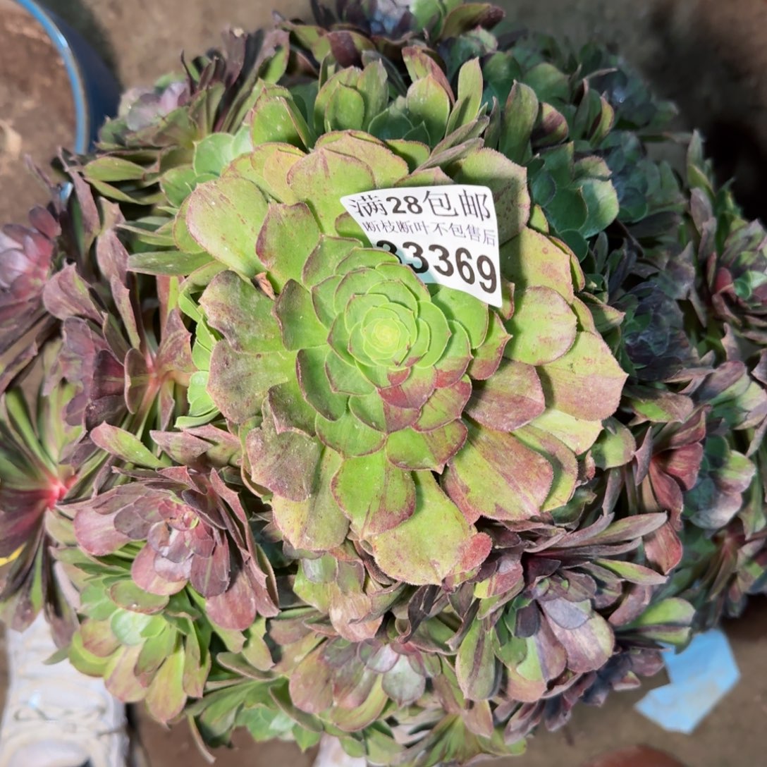 33369花月夜多肉植物