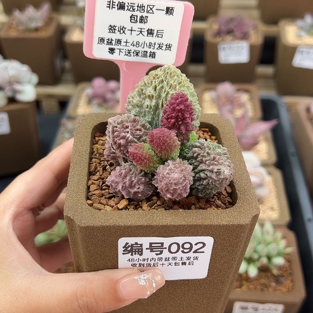 092朱紫玉多肉植物