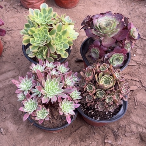 232多肉植物组合，
