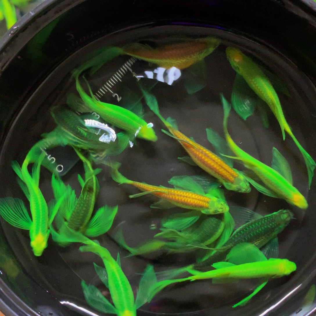 斑马鱼大号蝶翼斑马混搭13条（4-5厘米）