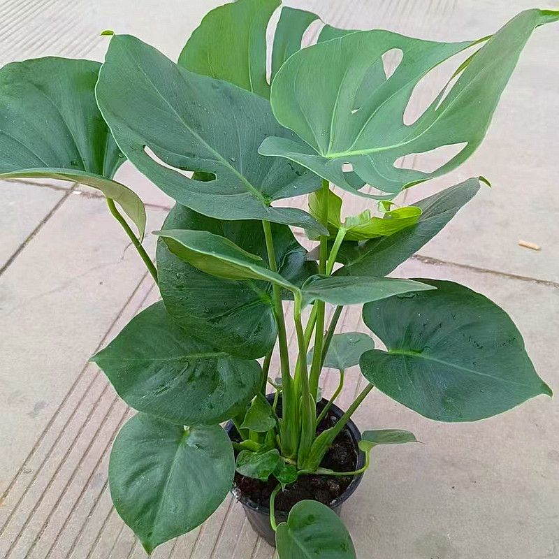 龟背竹大叶开背盆栽室内客厅绿植土培水培四季常青净化空气