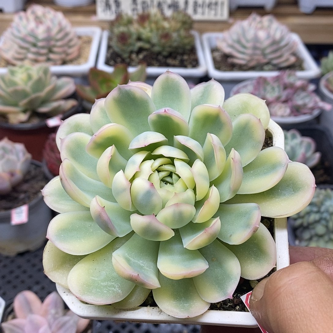 1258 草莓冰覆轮锦