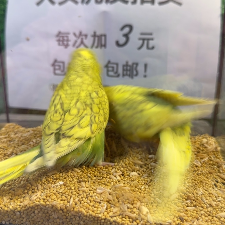 虎皮鹦鹉大头虎皮鹦鹉