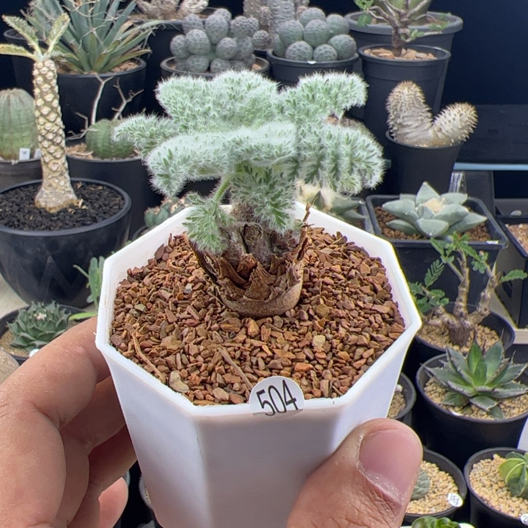 羽叶洋葵一物一拍
