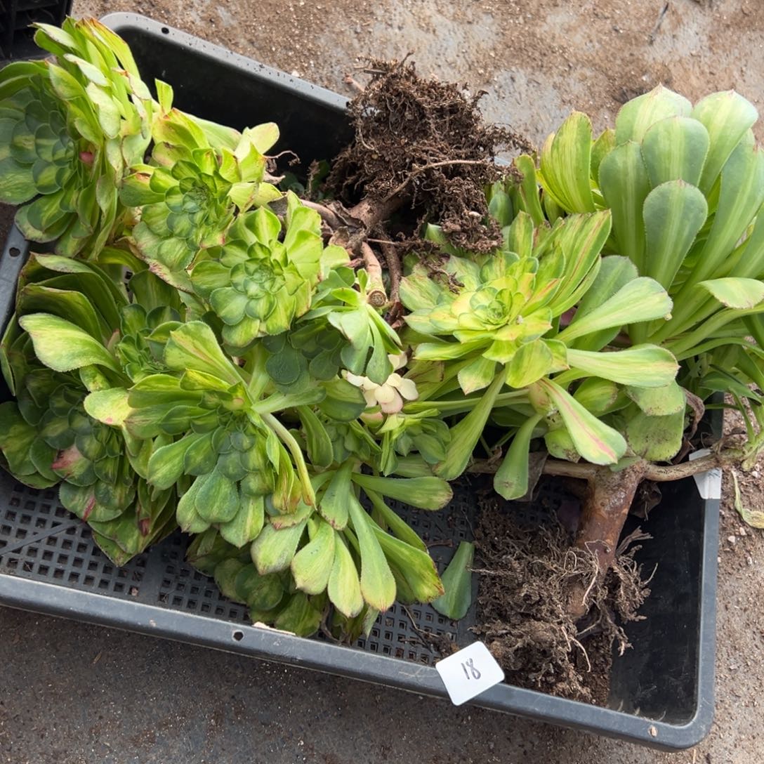 18一筐do多肉嘻嘻嘻