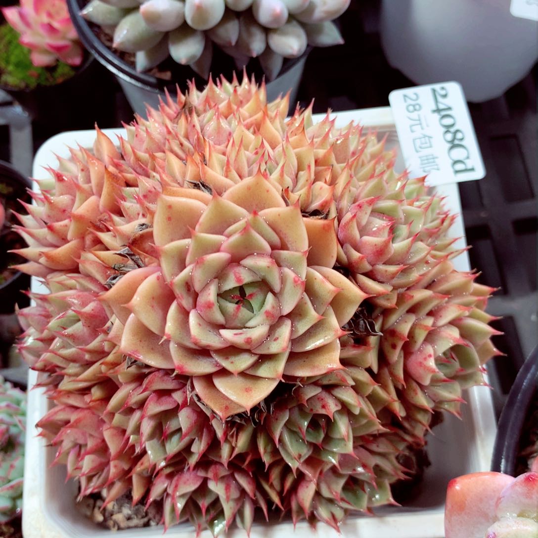 5厘米盆精控多肉2408