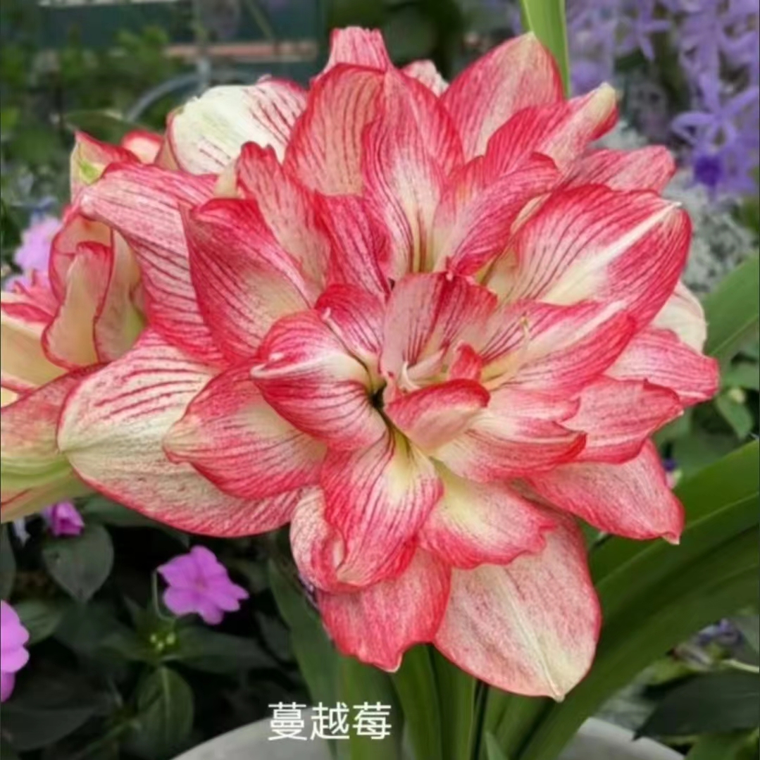 【蔓越莓】朱顶红澳朱重瓣基地自然种球浓香室内盆栽四季开花植物