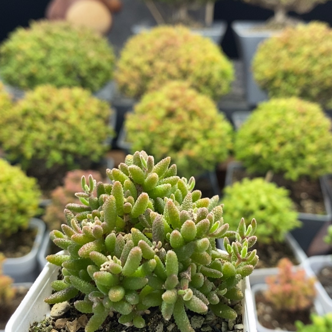 ╰***儿红麒麟0527枝干番杏