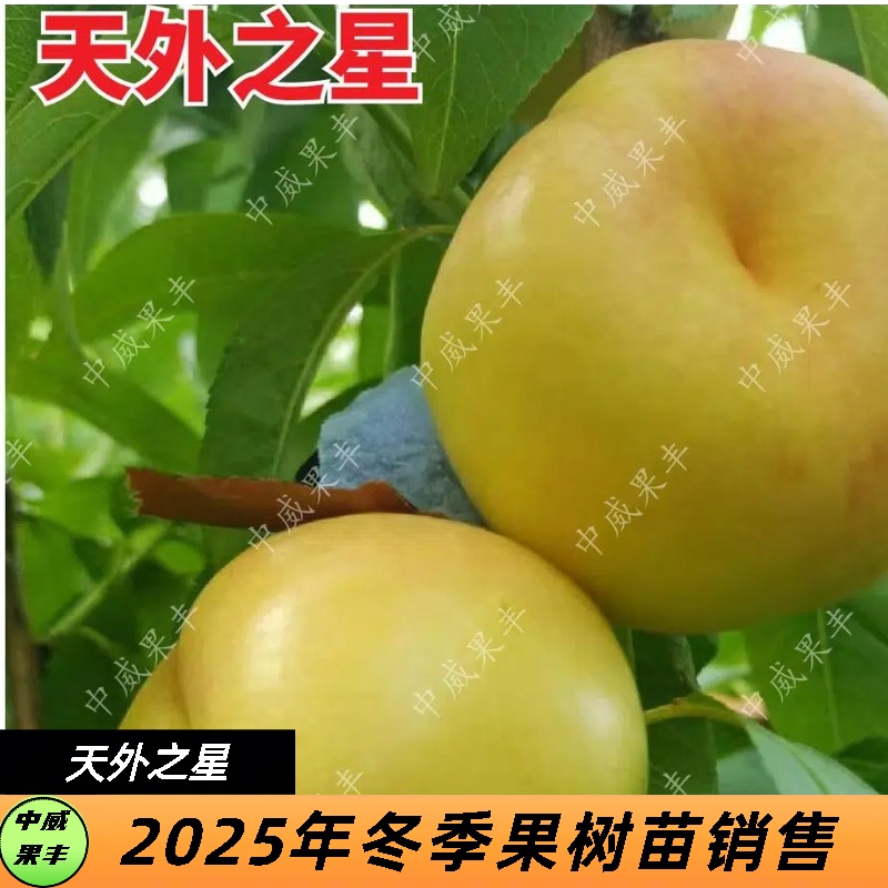 天外之星6月中下旬成熟 抗裂果 大果型 肉质硬脆 果面光滑