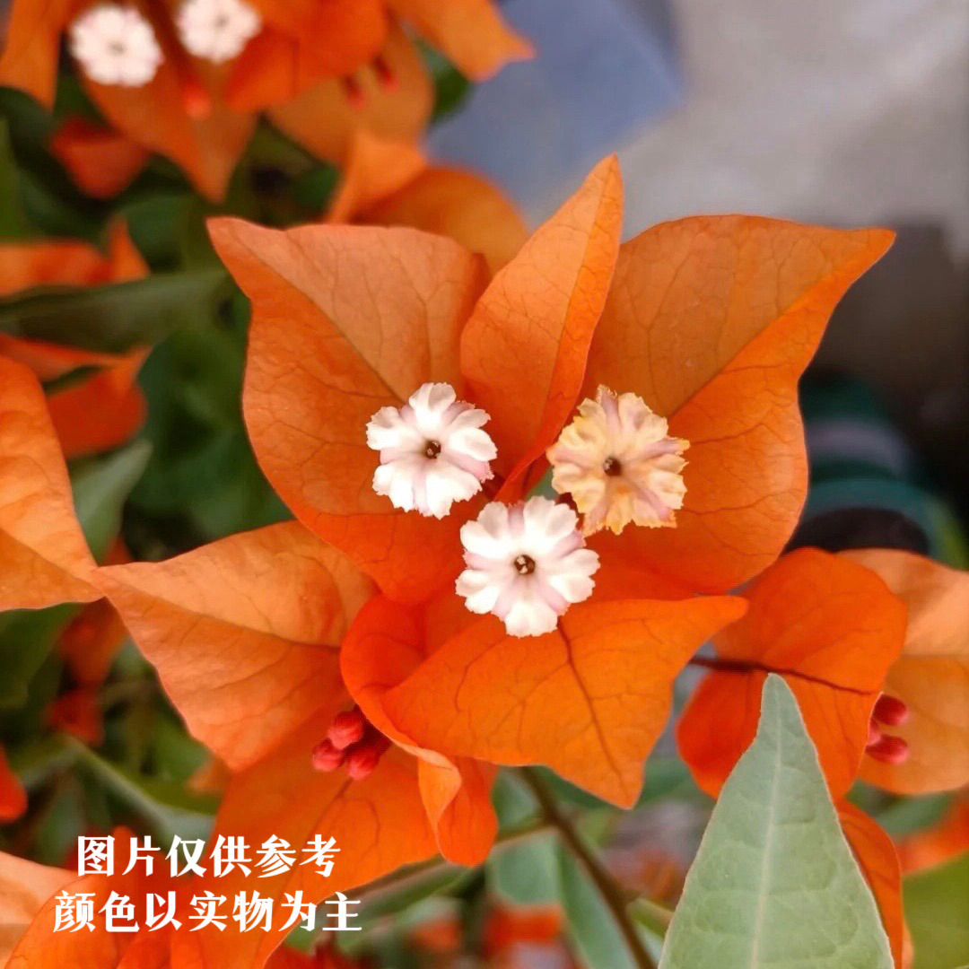 橙桑巴·b宝石勤花三角梅