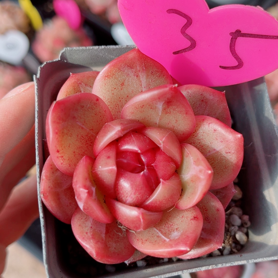 35号小老桩珍妮单头