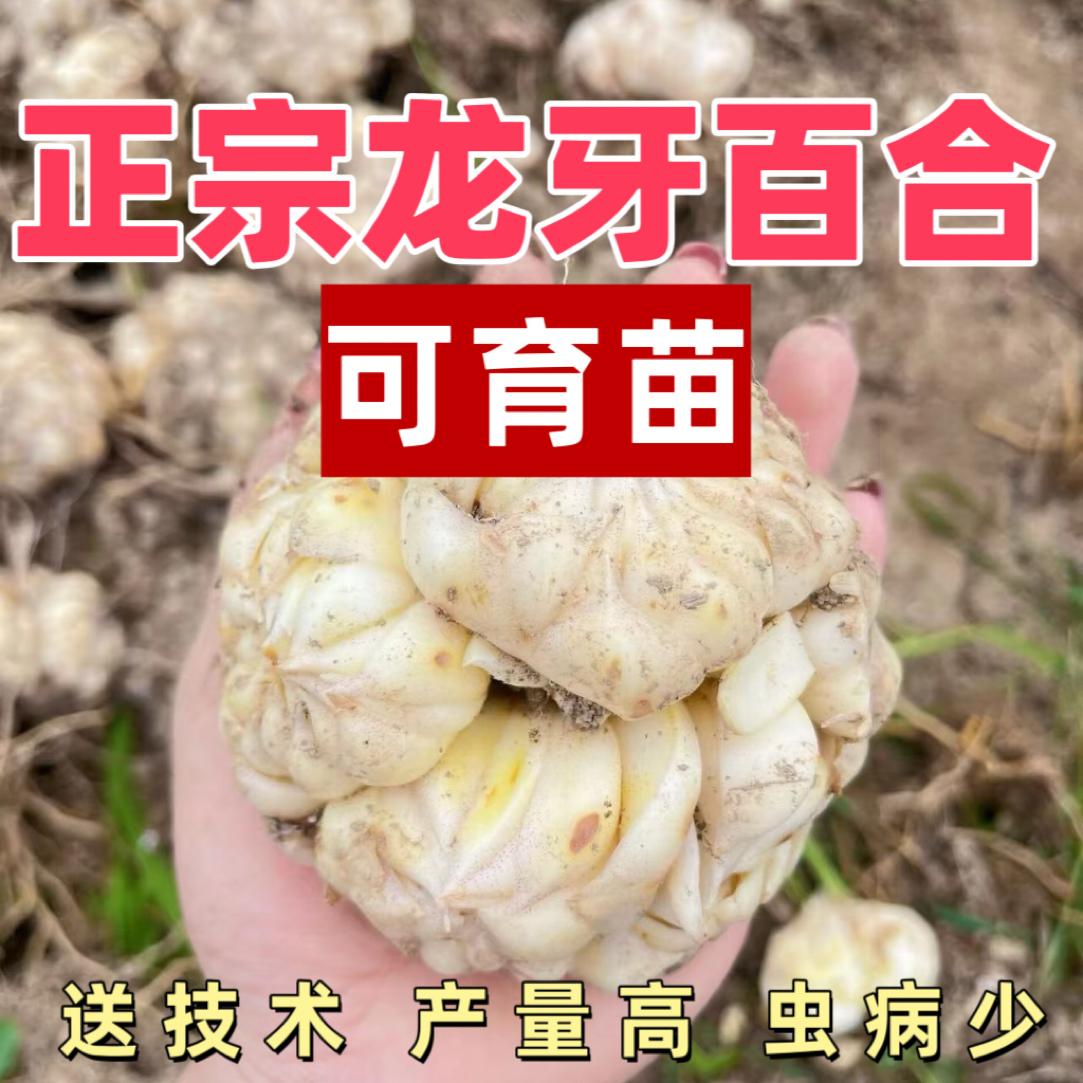 2025正宗龙牙百合片种脱水消毒现挖现种种子育苗教技术