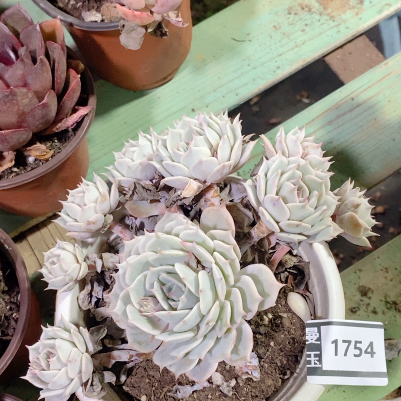 【闪购商品】粉蝶1754