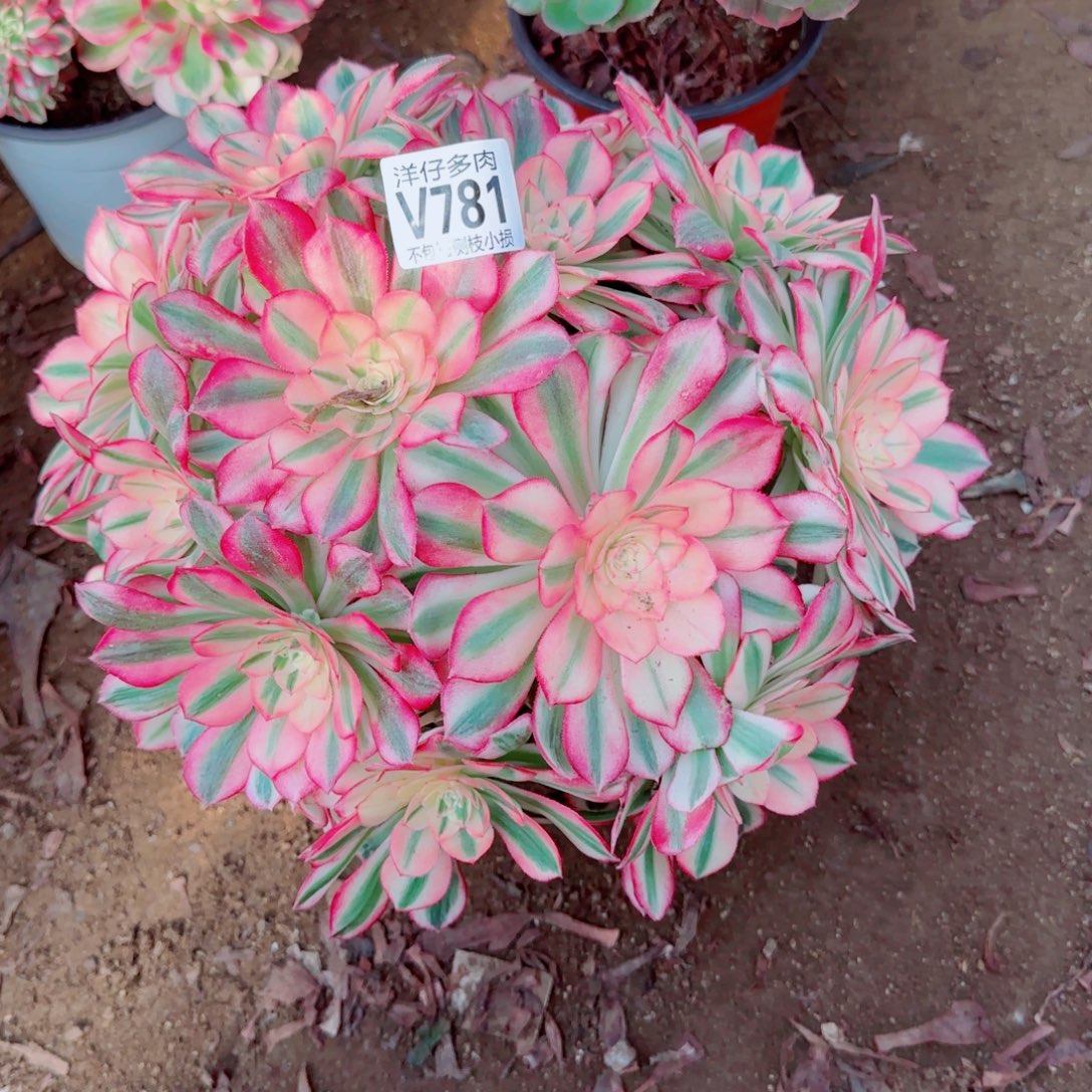 倾城法师781冠幅30