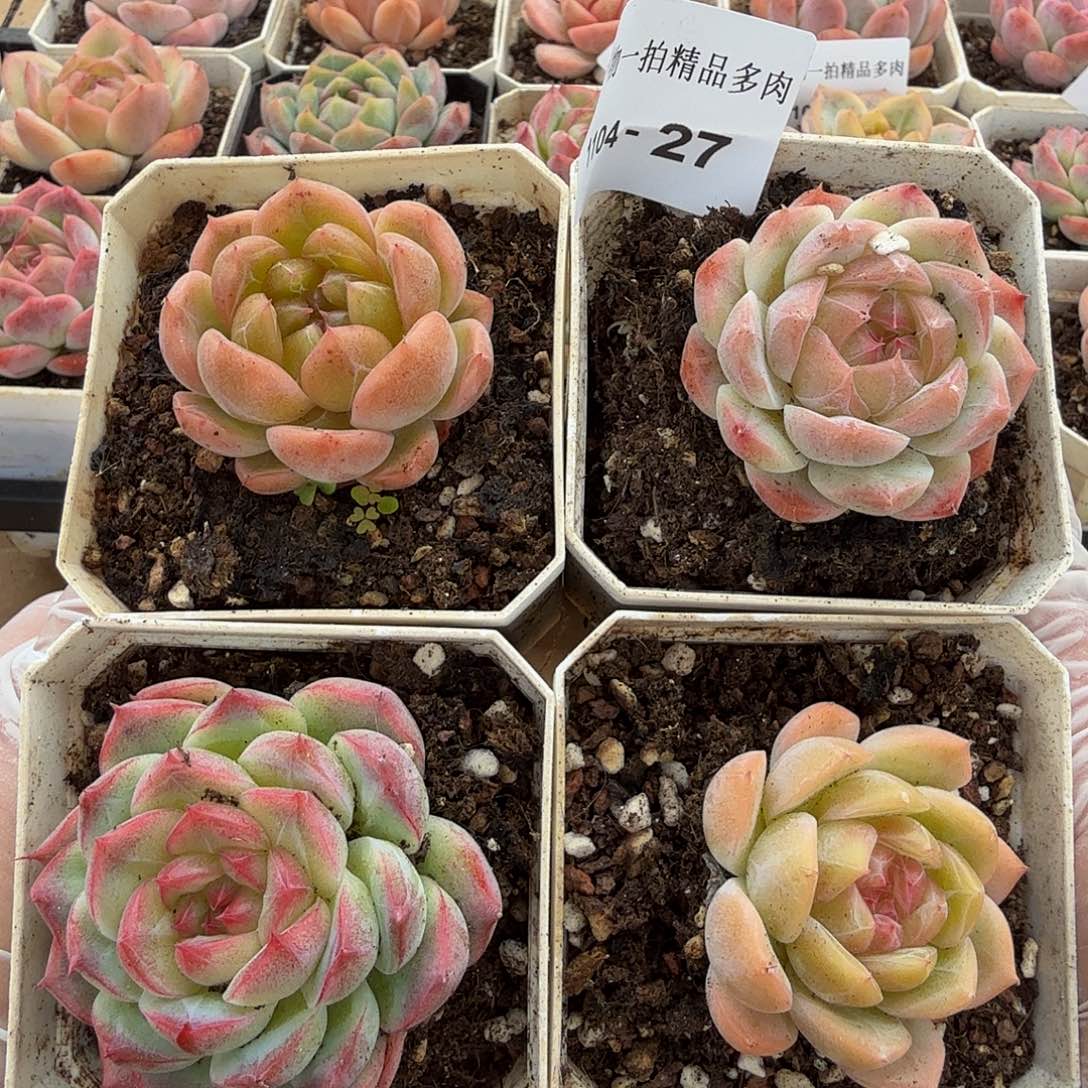1104-27四颗多肉珍妮