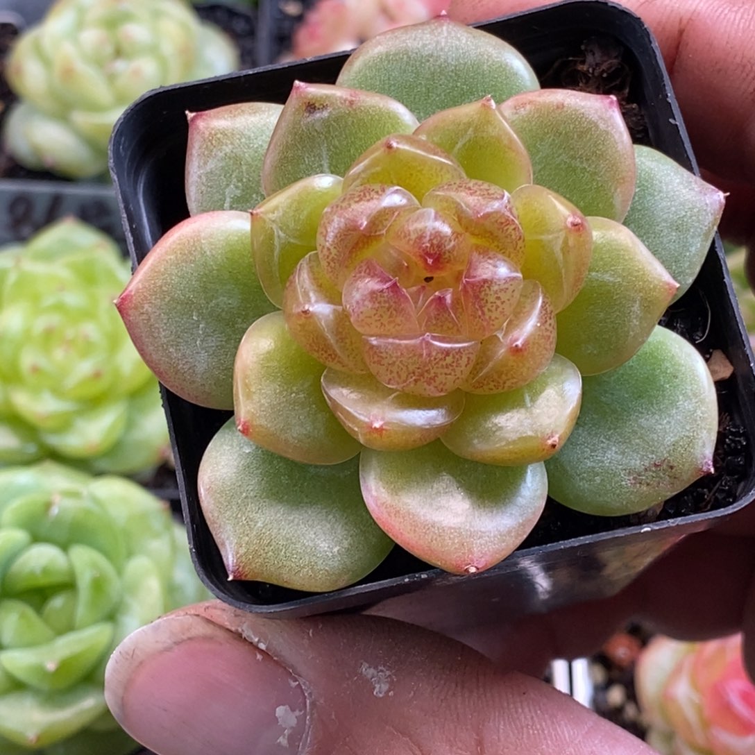 天官赐福百无禁忌