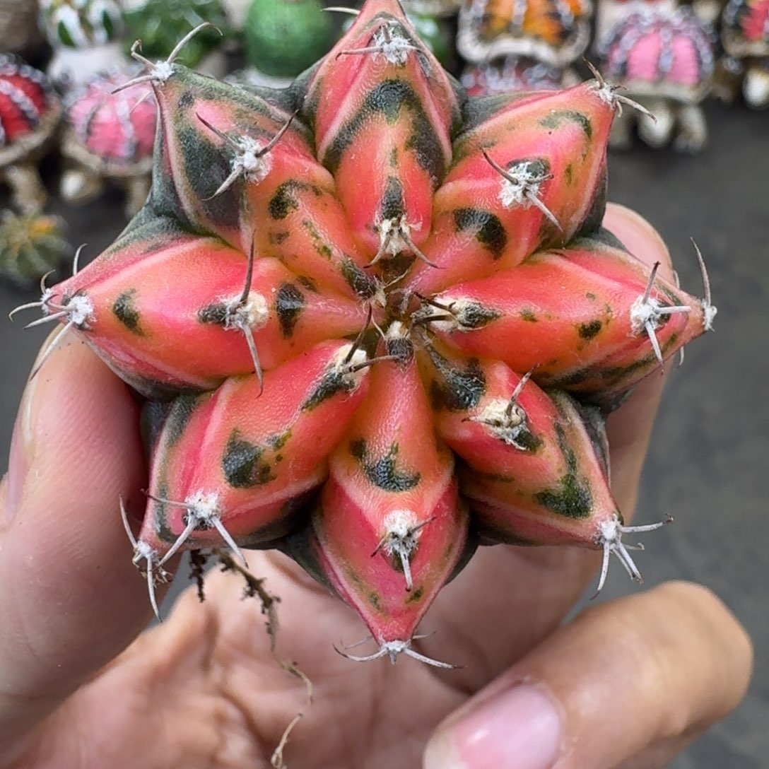 实生泰球米哈锦3号