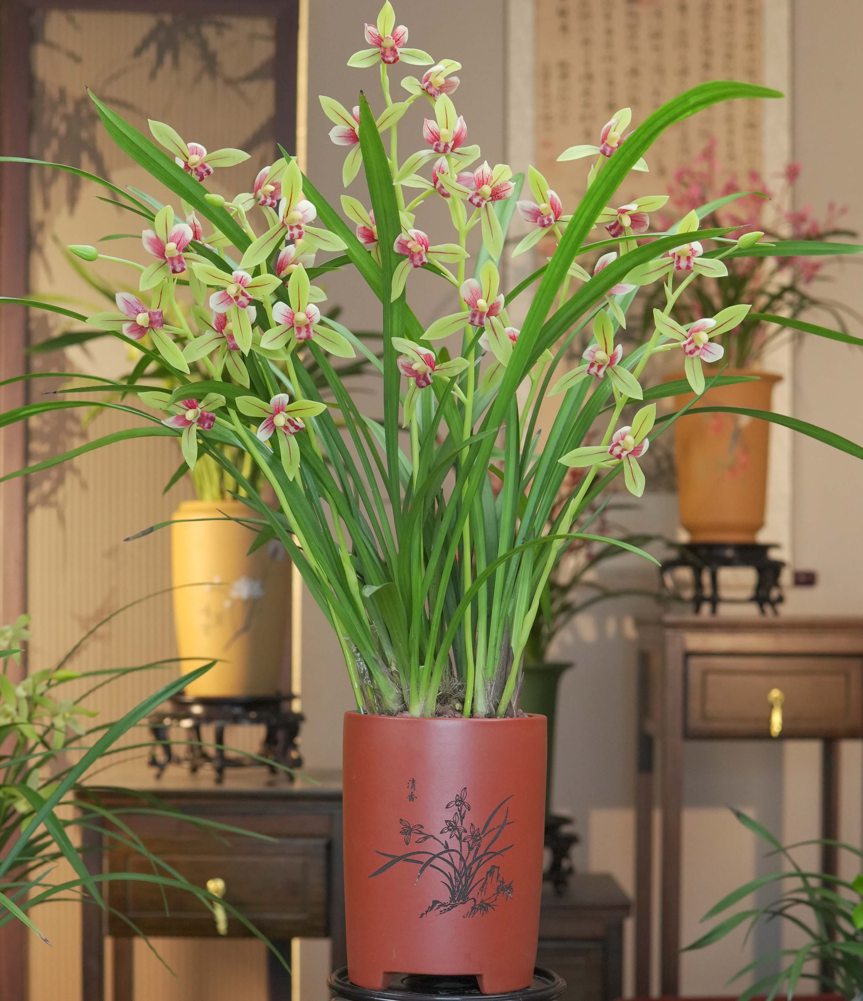 兰花建兰铭品【峨眉贵妃】紫砂盆幽香兰花室内好养易活