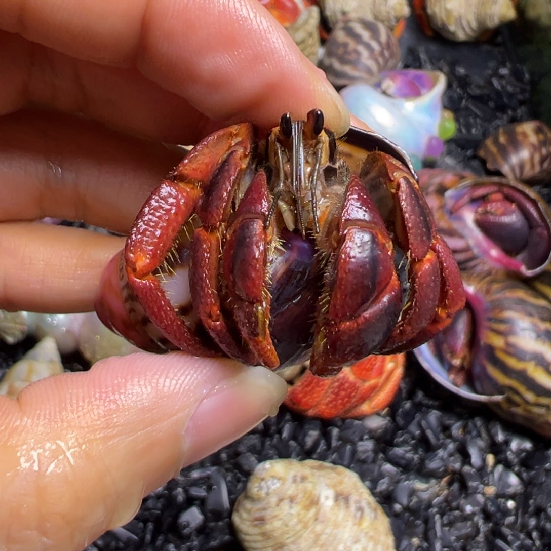 爬宠陆生寄居蟹2.3口