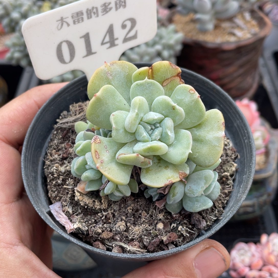 0142不认识不带盆7厘米