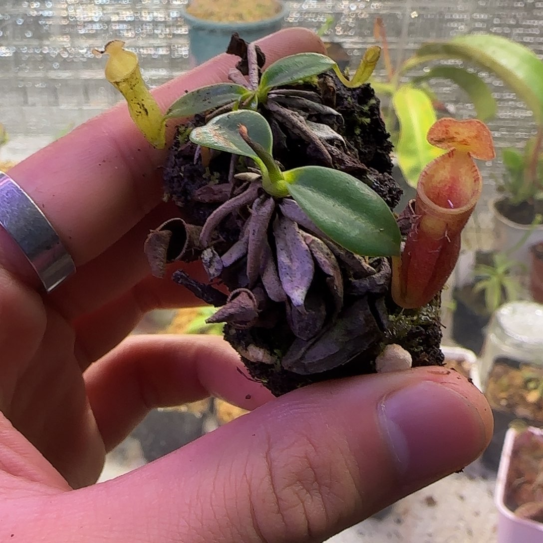 无花朵专拍风铃猪笼草