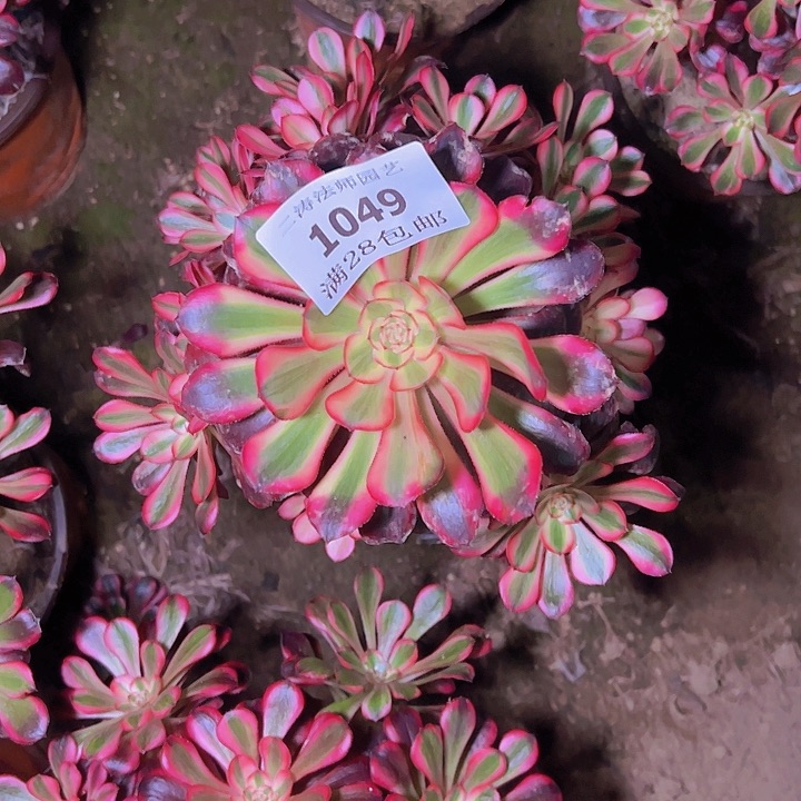 1049香奈尔多肉老桩