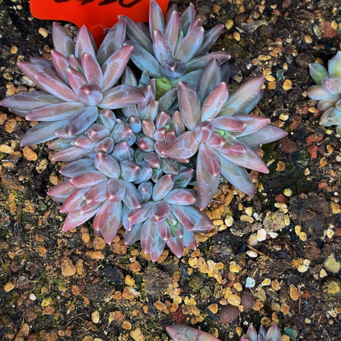 2320号晚上多肉植物群生多肉