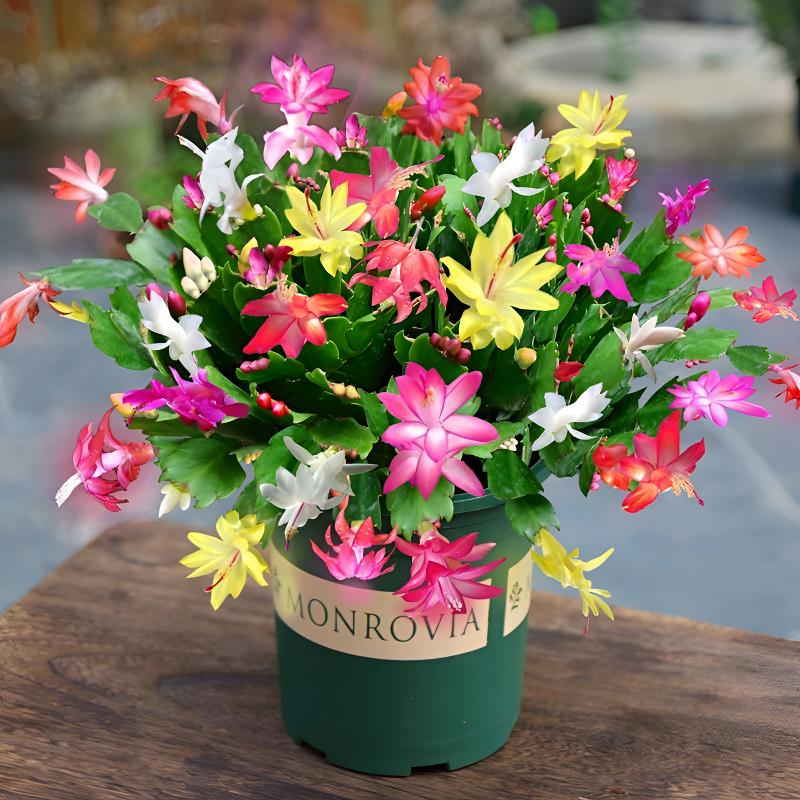 【源满花卉】蟹爪兰多色兰花四季好养室内阳台客厅办公室花卉盆栽