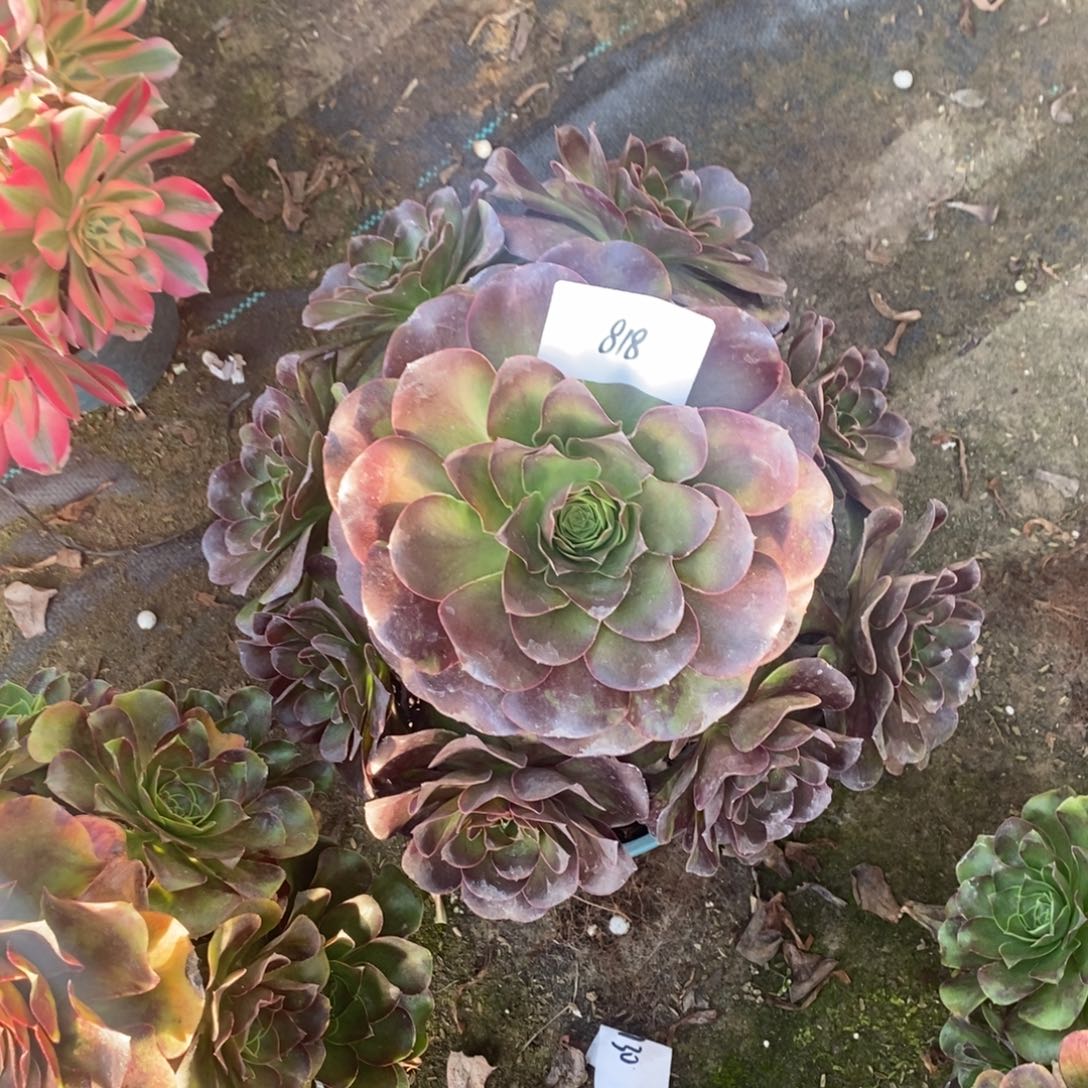 818号魅金玫瑰1颗