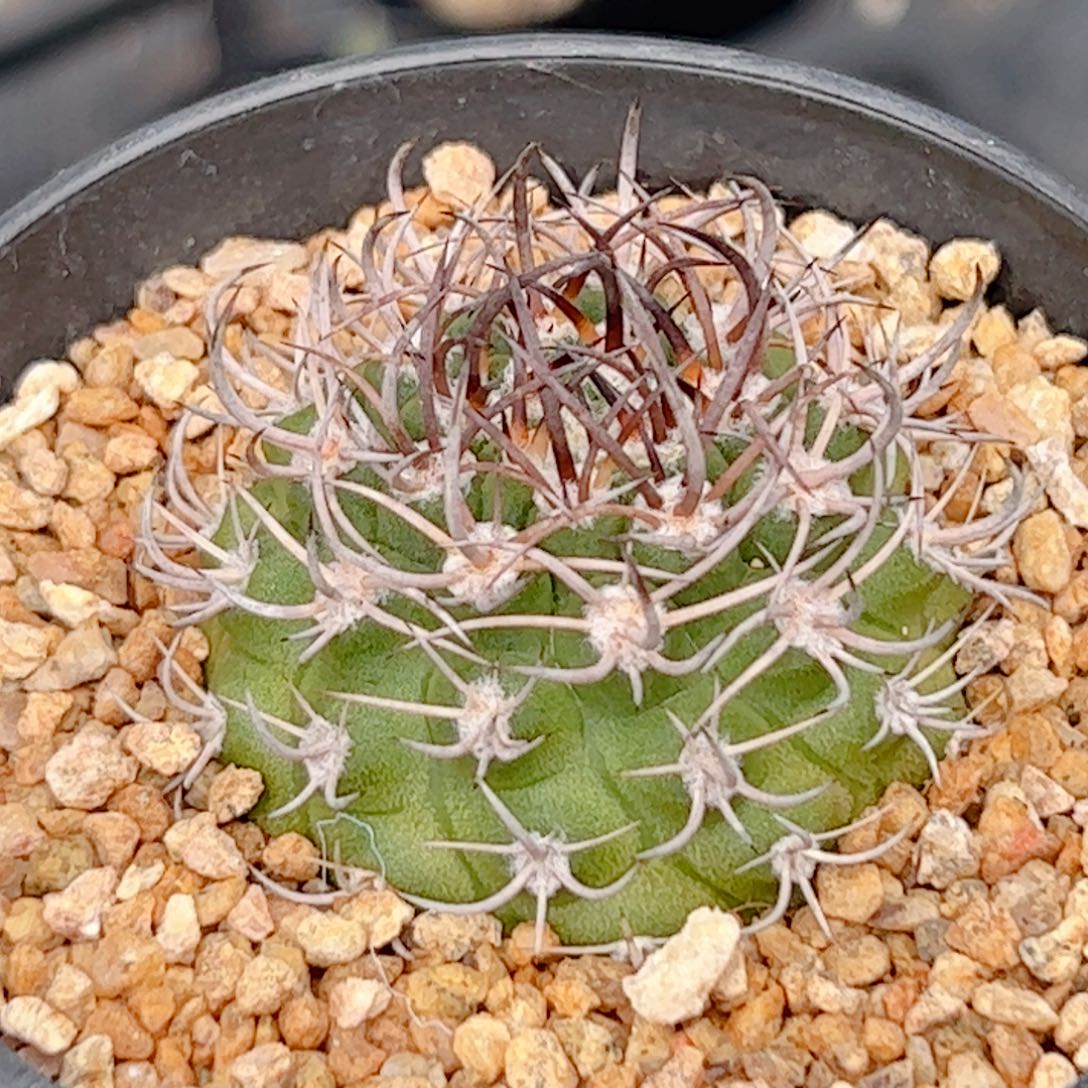 实生 逆豹丸仙人球