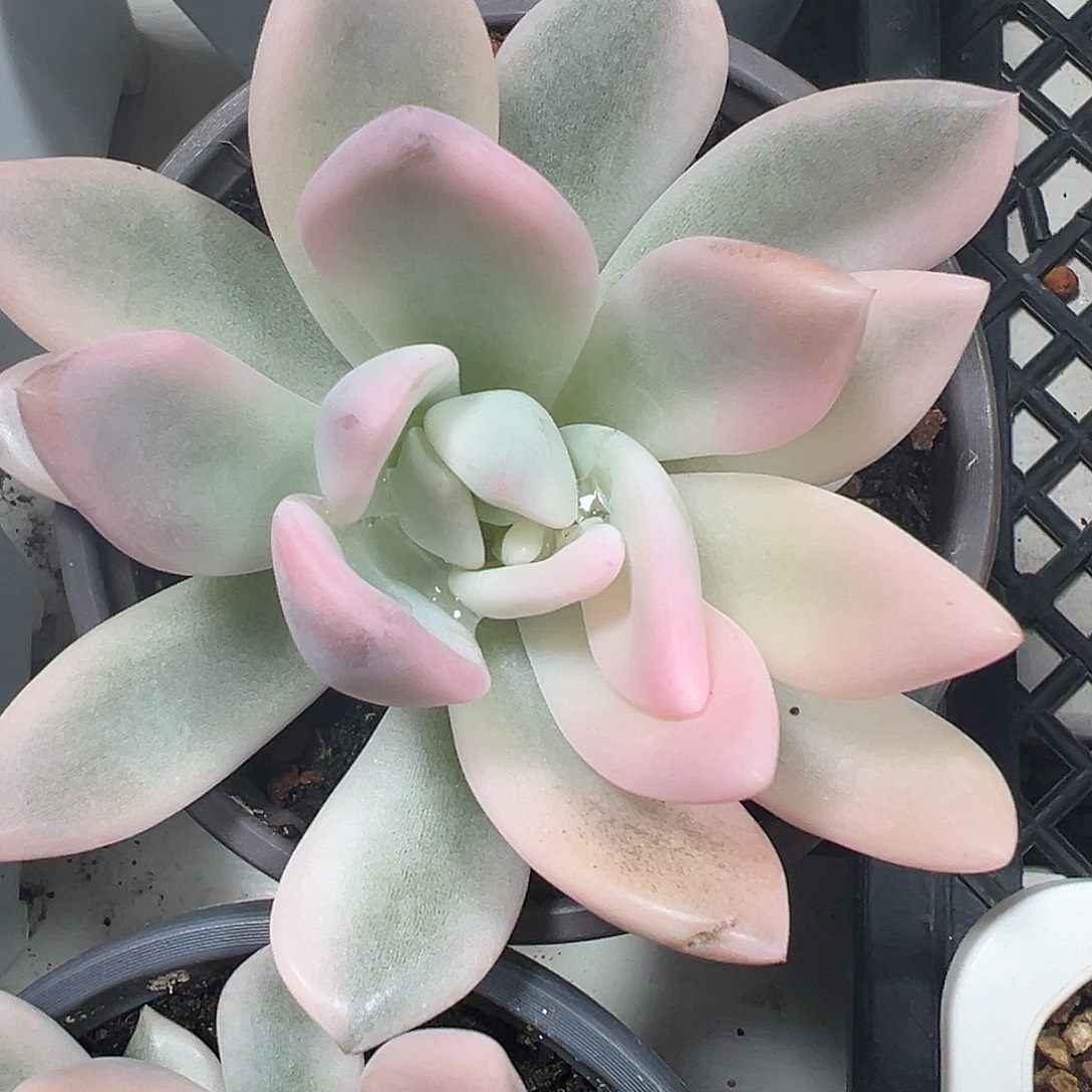 奥普锦多肉植物锦