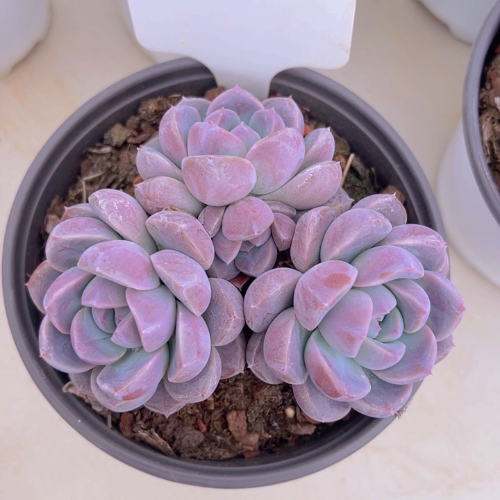 健健康康平平安安