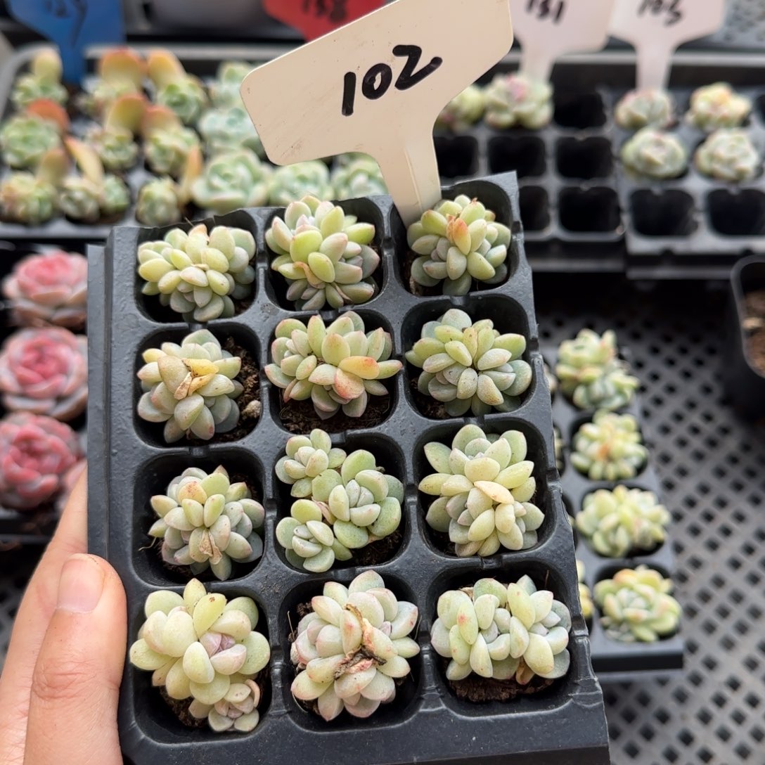 102紫心冰雨哈哈哈哈哈哈