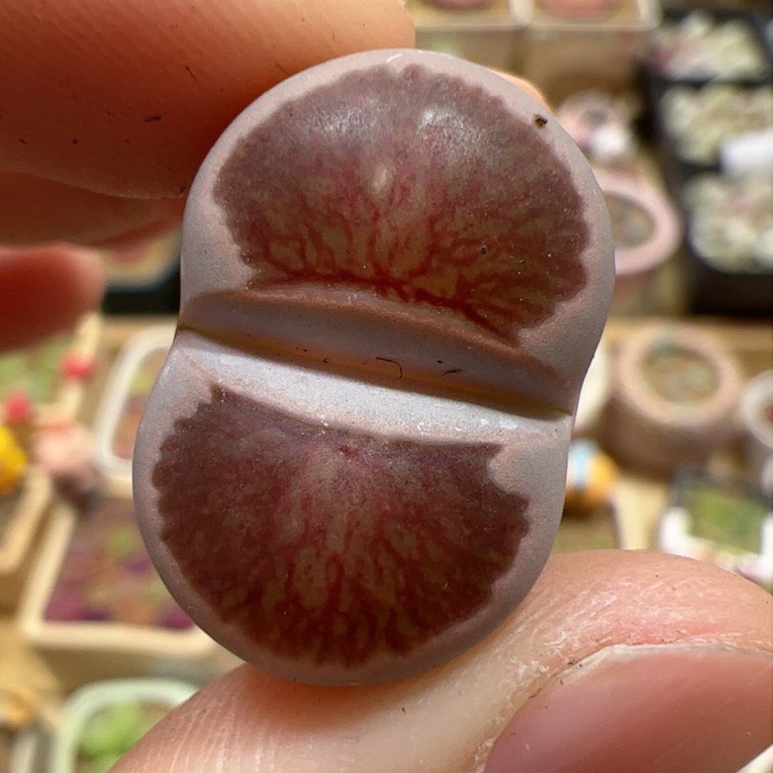 【闪购商品】166 红窗菊