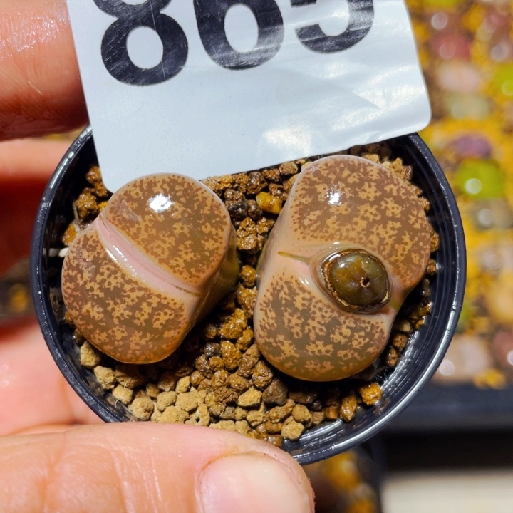 865母本双头l l l l l l l