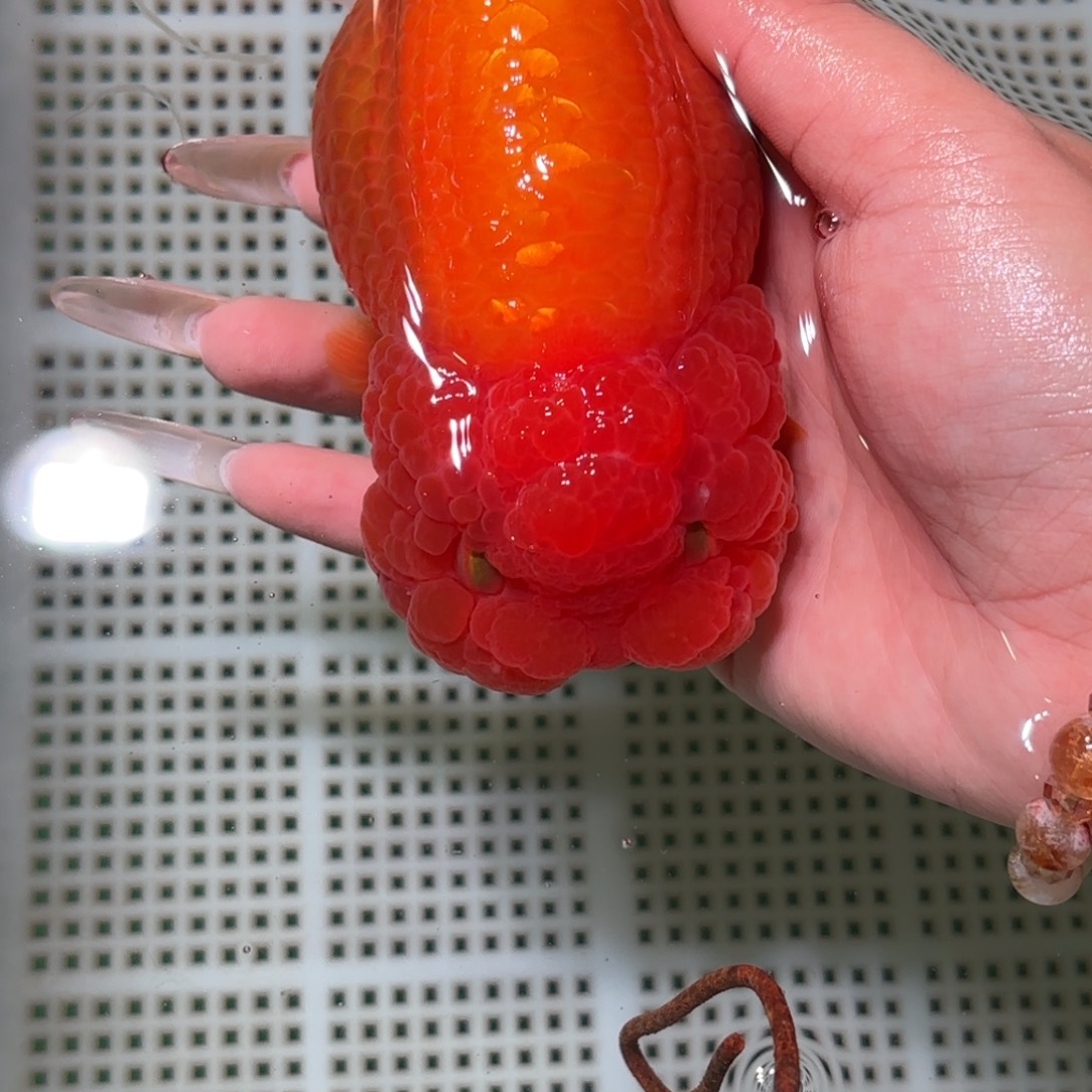 ****丁金鱼拍包装包邮不拍包装运费到付