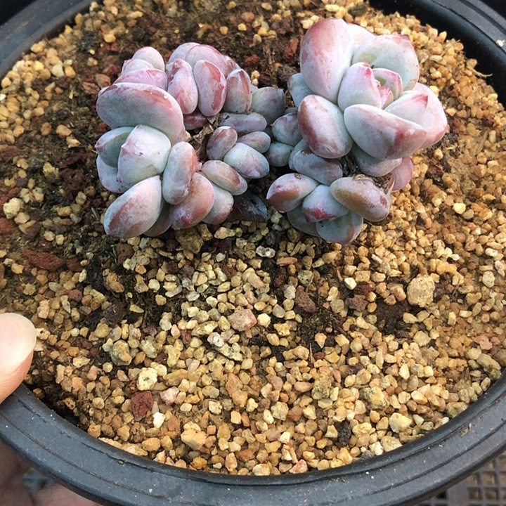 星影石榴籽福利出咯 380