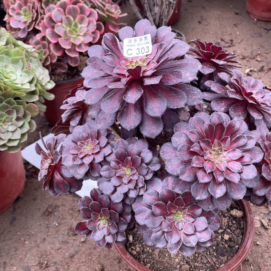 303黑瞳中班多肉法师断枝不包