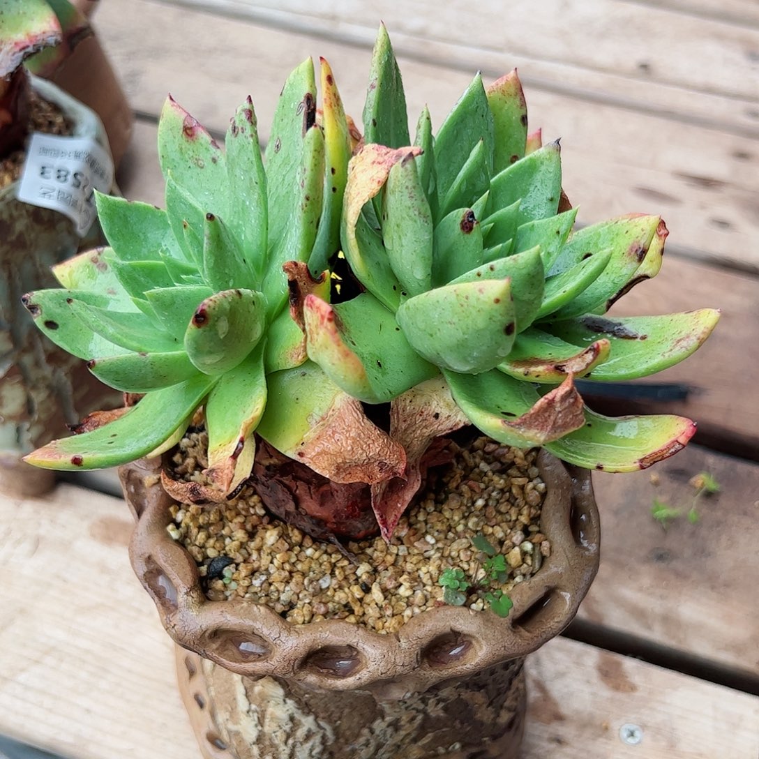 糖***柒2596坎黛拉贝若仙女杯