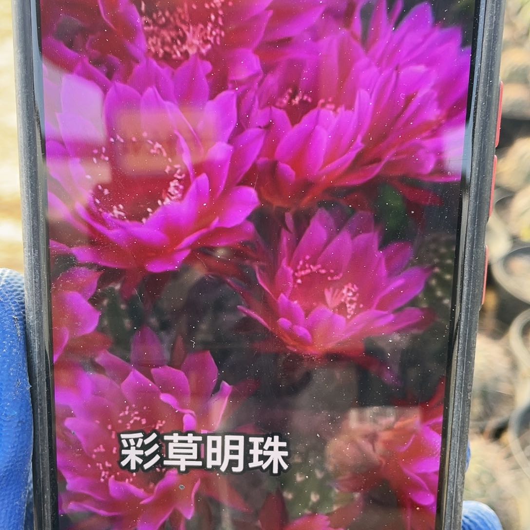 明珠自根球5公分以上满18包邮