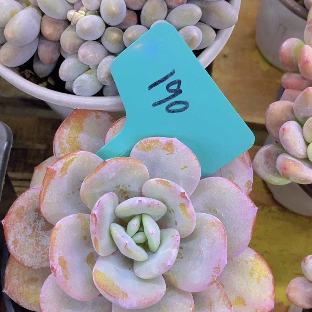 开心多肉，积木gay不做对比