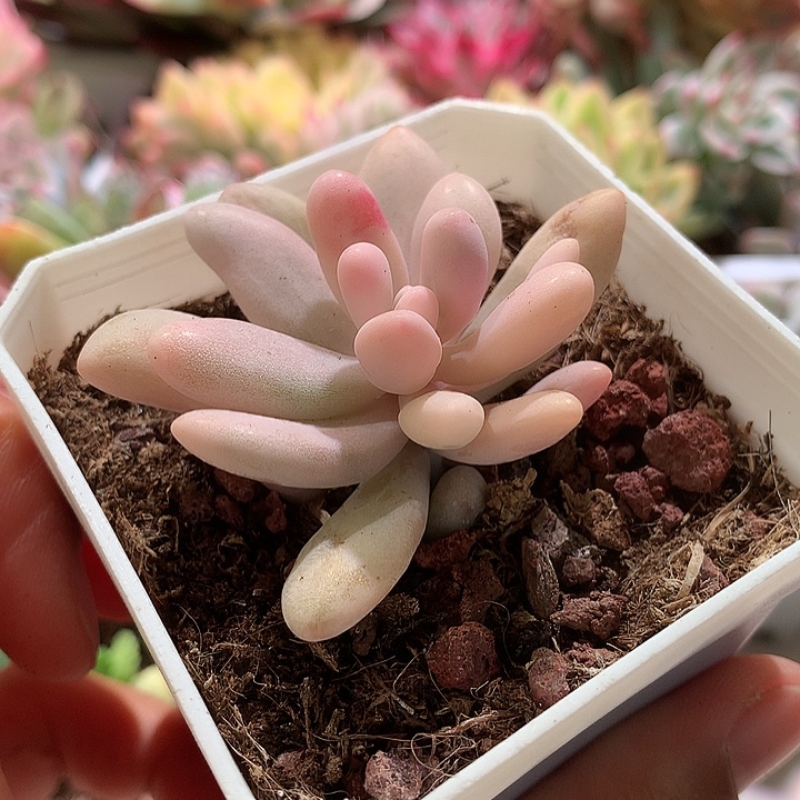 红手指锦腹轮锦锦