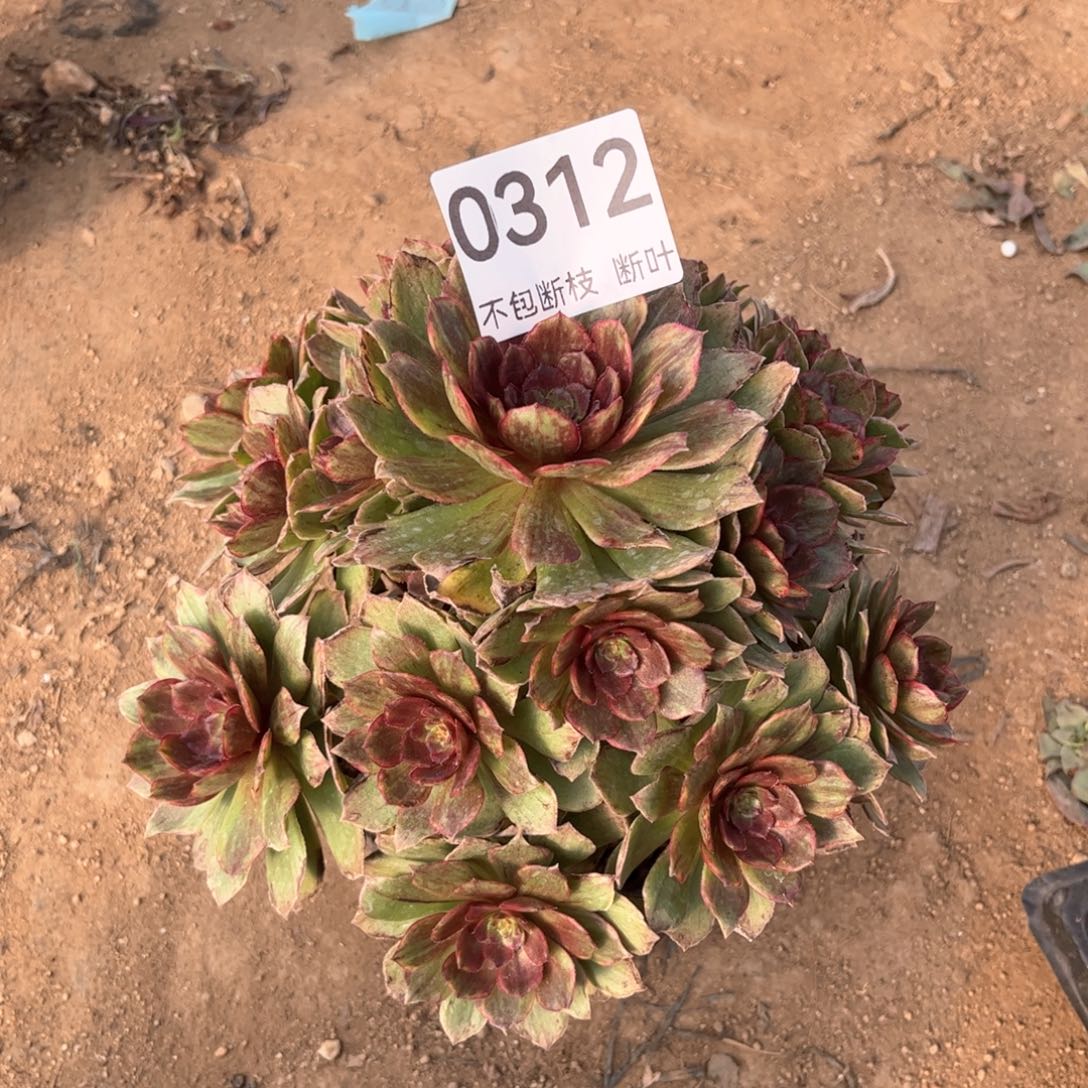 不知名，脱土发货