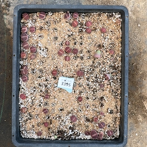 用****6亲3395KO日轮脱土发货