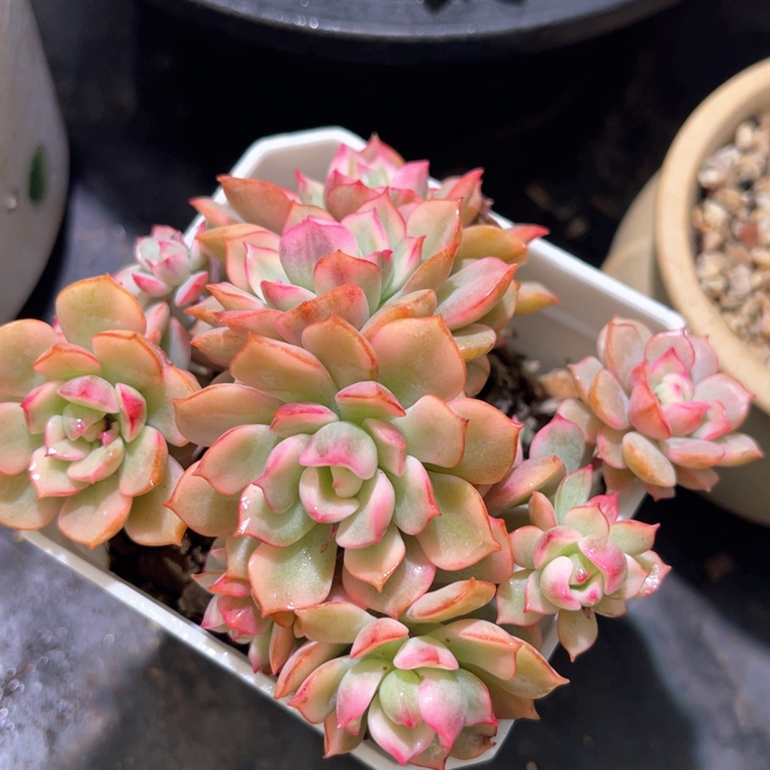 多肉特价红化妆锦群不包散