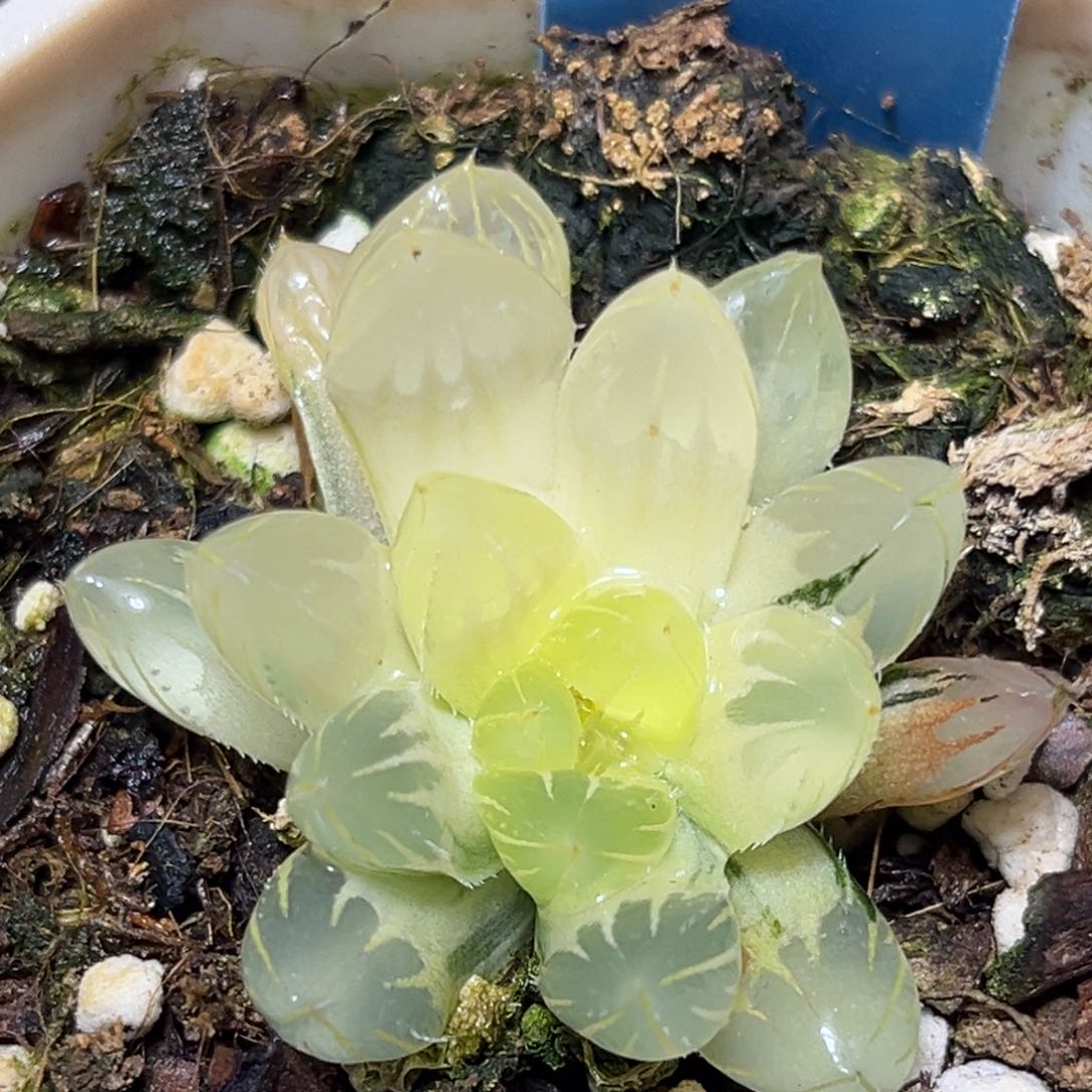 恭喜发财大吉大利935