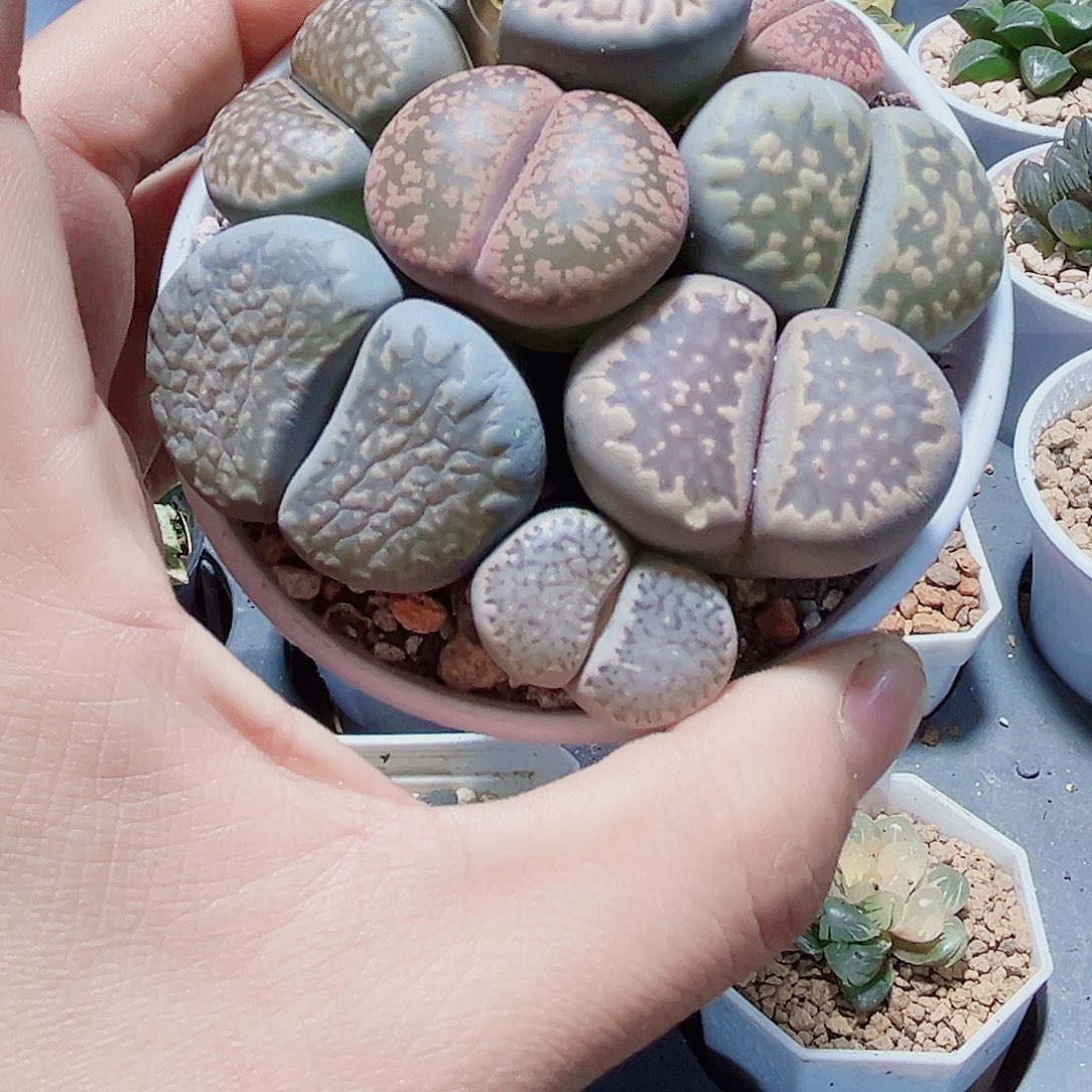 生石花新手好养的