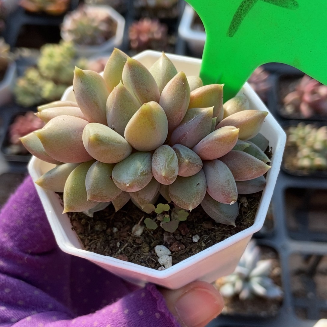 4红象牙多肉植物多肉