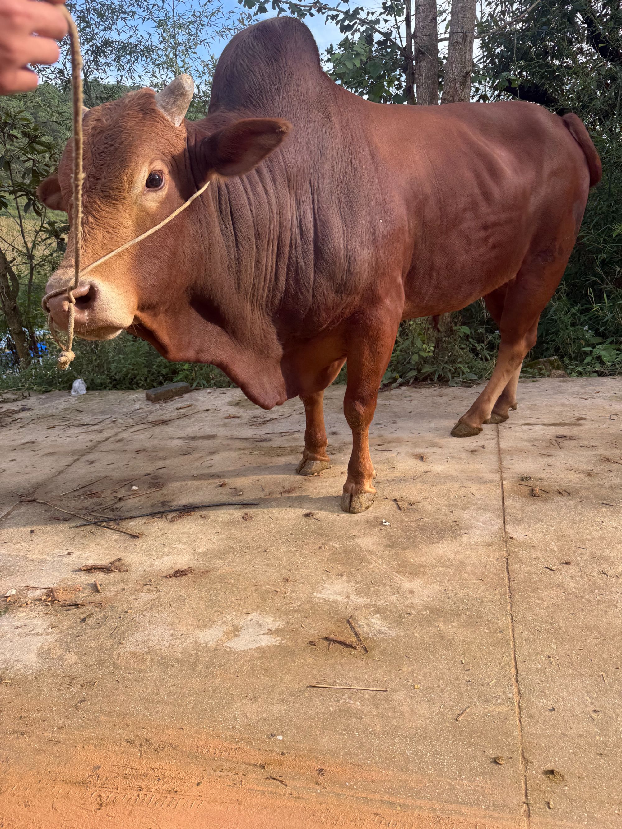 【三斤牛肉】一称一拍正宗土黄牛肉赠送【香料包】