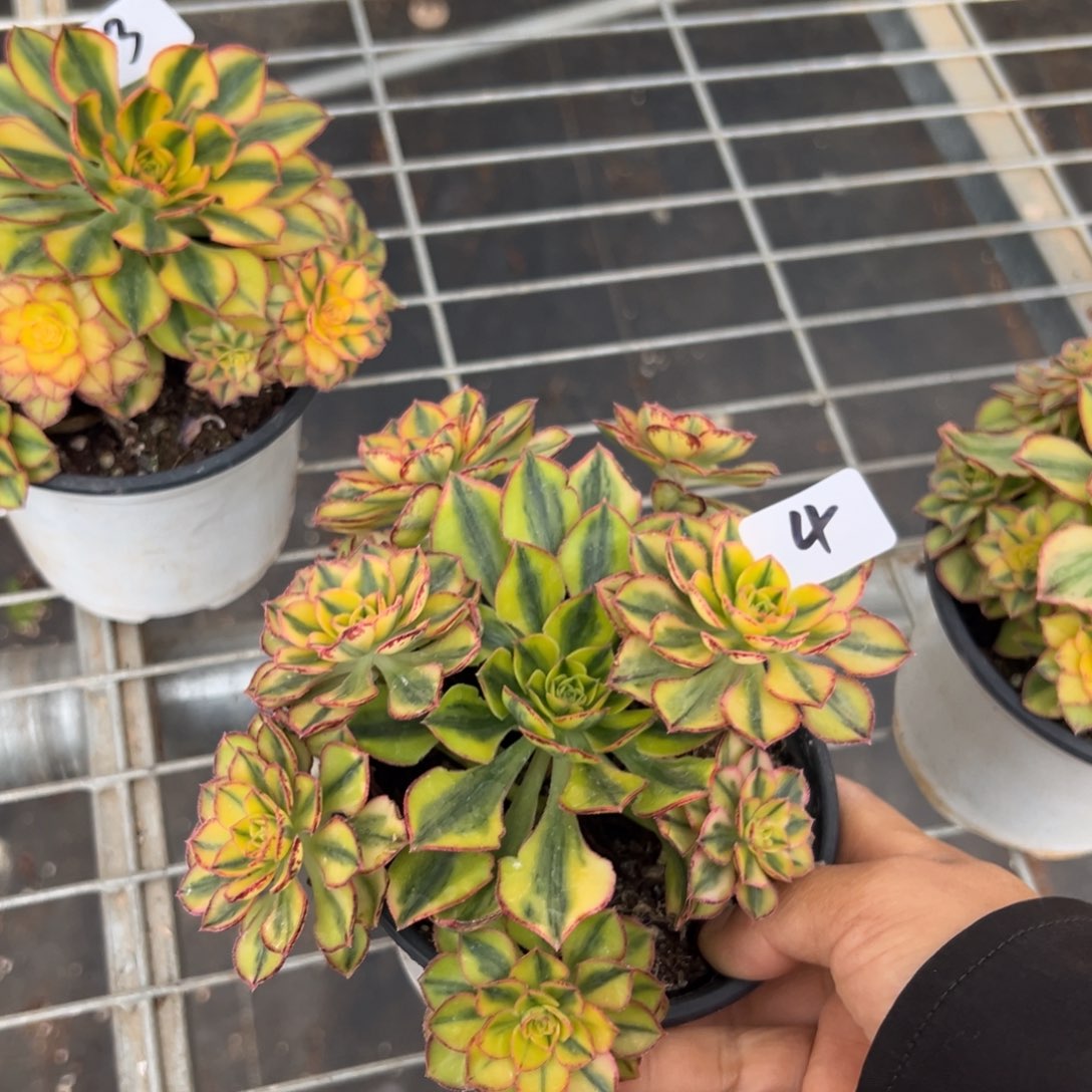 4太阳神多肉多肉多肉多肉